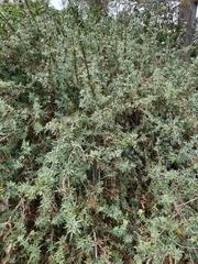 Berberis nevinii