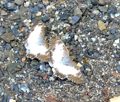 Antigonus emorsa