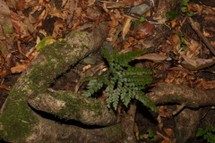 Adiantum formosum