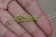 Ambrosia acanthicarpa