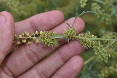 Ambrosia acanthicarpa