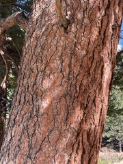Pinus ponderosa