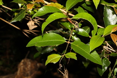 Backhousia leptopetala