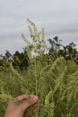 Ambrosia acanthicarpa