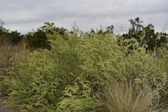 Ambrosia acanthicarpa