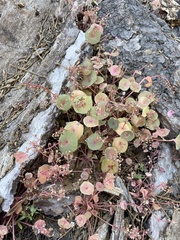 Claytonia parviflora