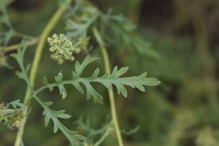 Ambrosia acanthicarpa