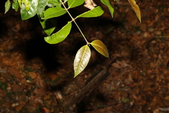 Backhousia leptopetala