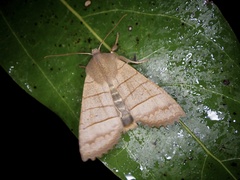 Eupsilia quadrilinea