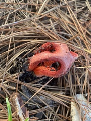 Clathrus columnatus