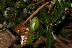 Backhousia leptopetala
