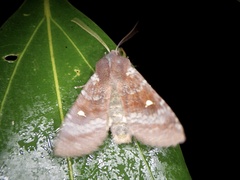 Eupsilia unipuncta