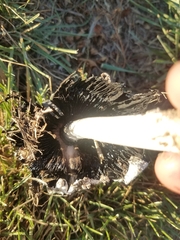 Coprinus comatus