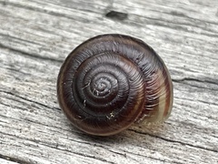 Helminthoglypta dupetithouarsi