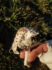 Coprinus comatus