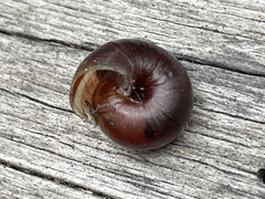 Helminthoglypta dupetithouarsi