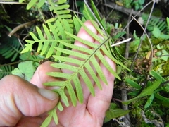 Polypodioideae