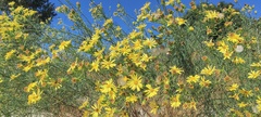 Senecio flaccidus monoensis