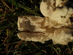 Coprinus comatus