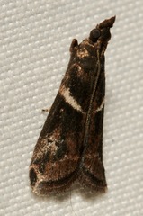Phycitinae
