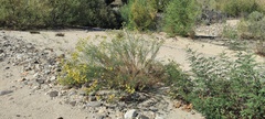 Senecio flaccidus monoensis