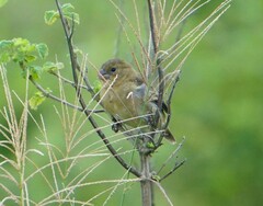 Sporophila