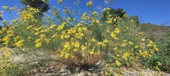 Senecio flaccidus monoensis