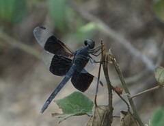 Erythrodiplax funerea