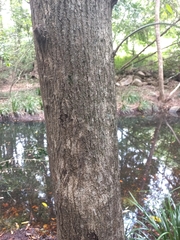 Syzygium floribundum