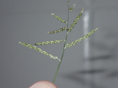 Urochloa reptans