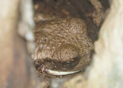 Trachycephalus vermiculatus