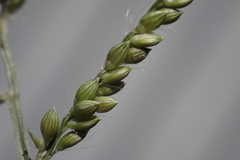 Urochloa reptans