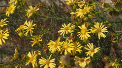 Senecio flaccidus monoensis