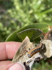 Omphalocera munroei