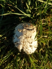 Coprinus comatus