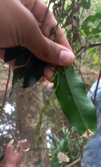 Syzygium floribundum