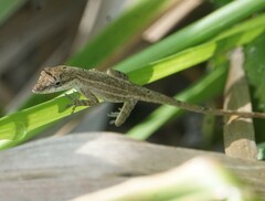 Anolis unilobatus