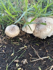 Agaricus californicus
