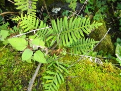 Polypodioideae