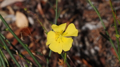 Crocanthemum scoparium