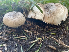Agaricus californicus