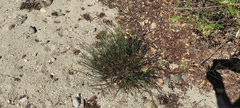 Crocanthemum scoparium