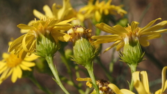 Senecio flaccidus monoensis