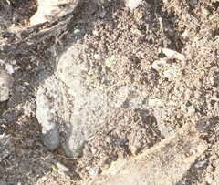 Rhinella horribilis