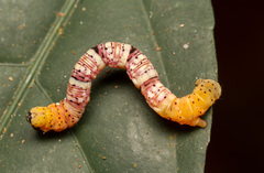 Lepidoptera