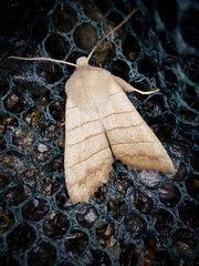 Eupsilia quadrilinea