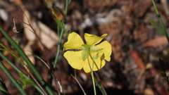 Crocanthemum scoparium