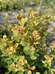 Lyonia fruticosa