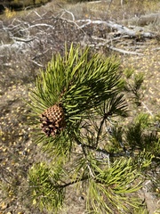 Pinus