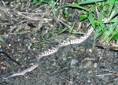 Crotalus basiliscus